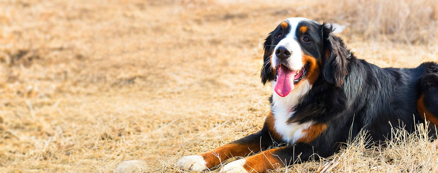 Bernese Mountain Dog Names Popular Male and Female Names